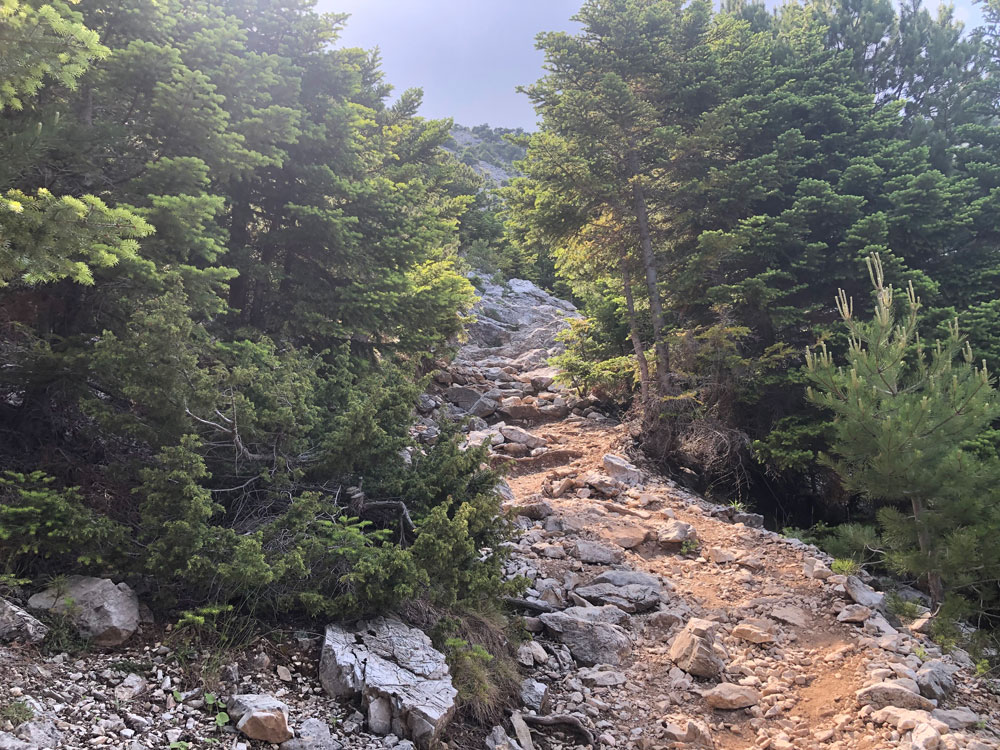 Rocky path through pine trees.