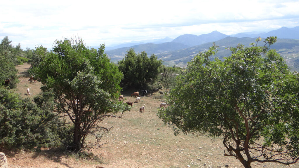 Goats grazing among trees, with mountains in the distance.