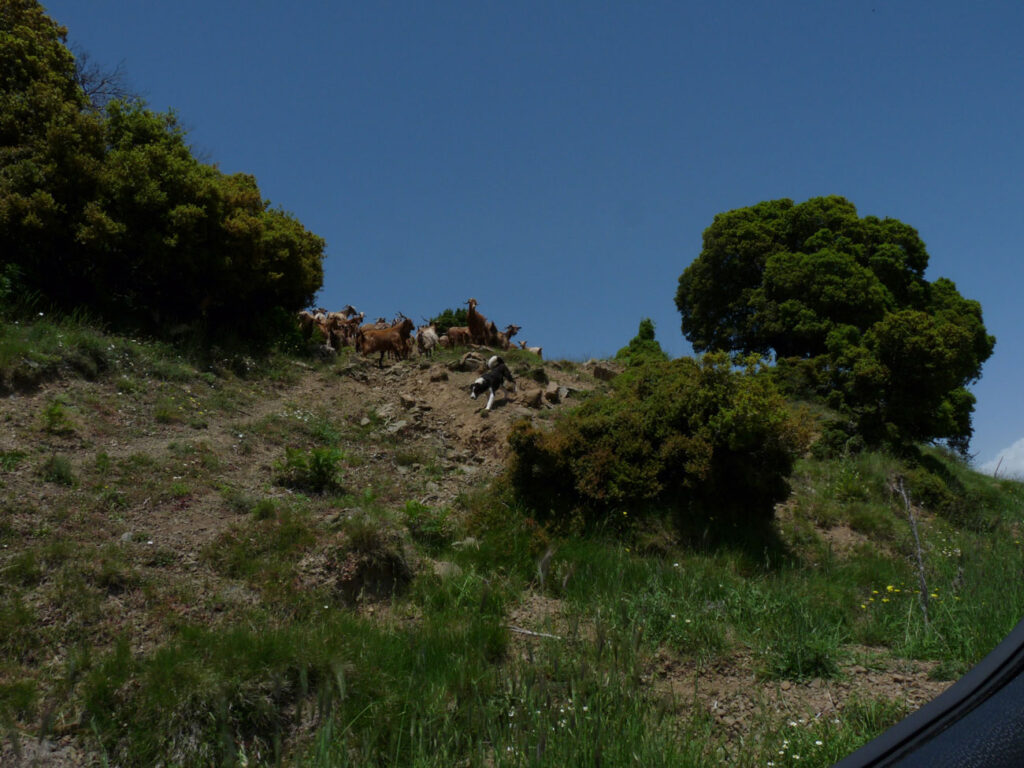 Goats with sheepdog by roadside.