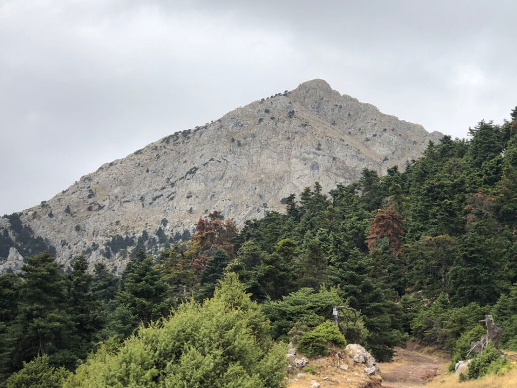 Rocky Mountain peak with trees in foreground.