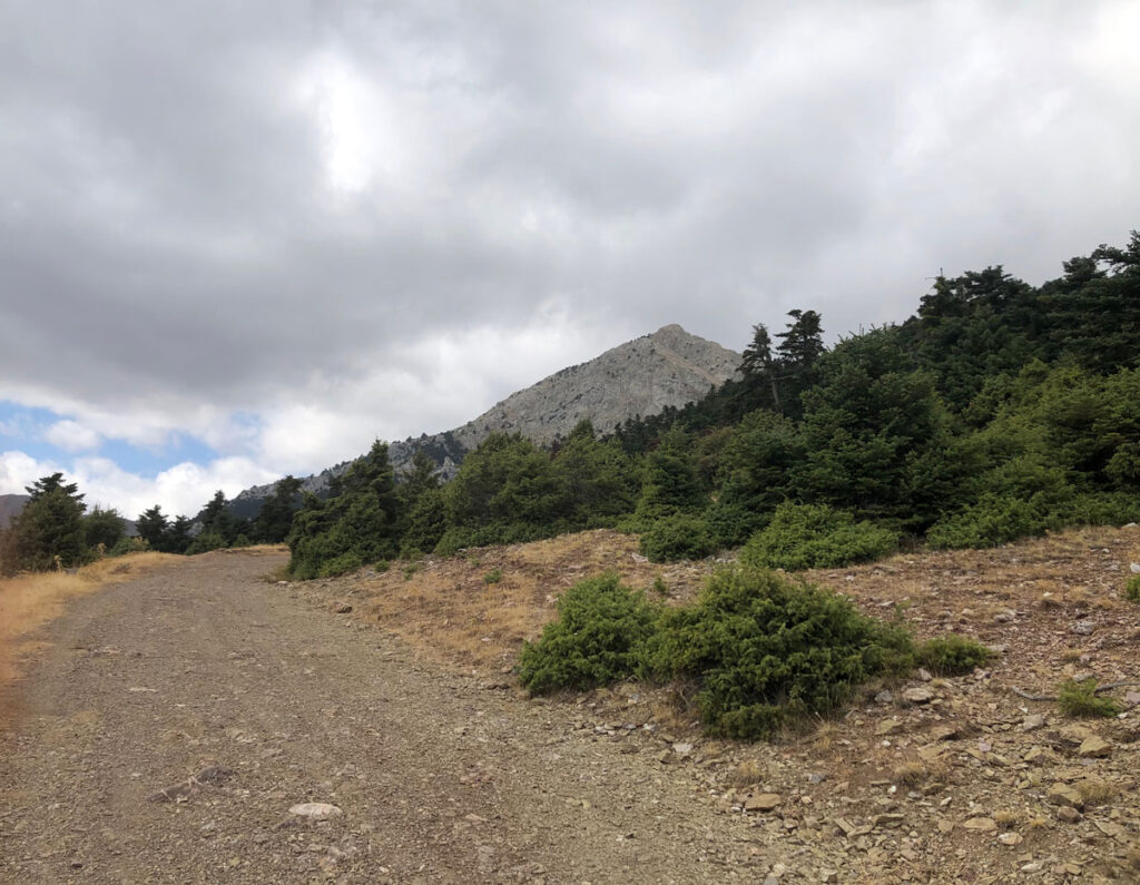 Path with mountain peak in background.