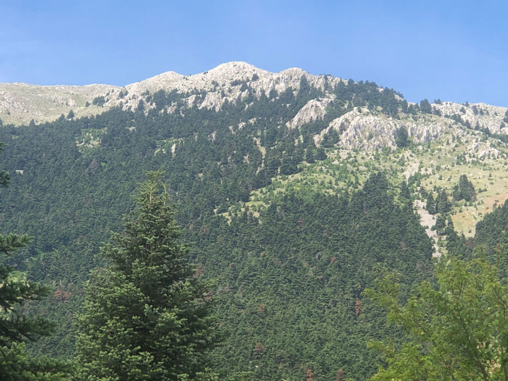 Mountain peak with conifer forest.