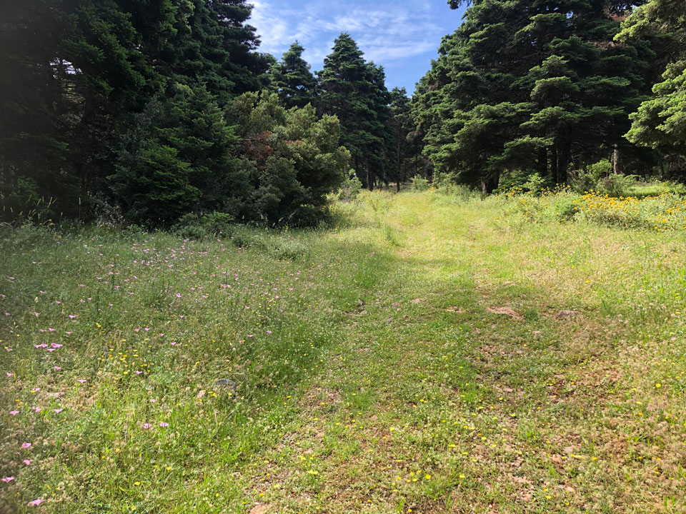 Grassy path with flowers leading into conifer forest,