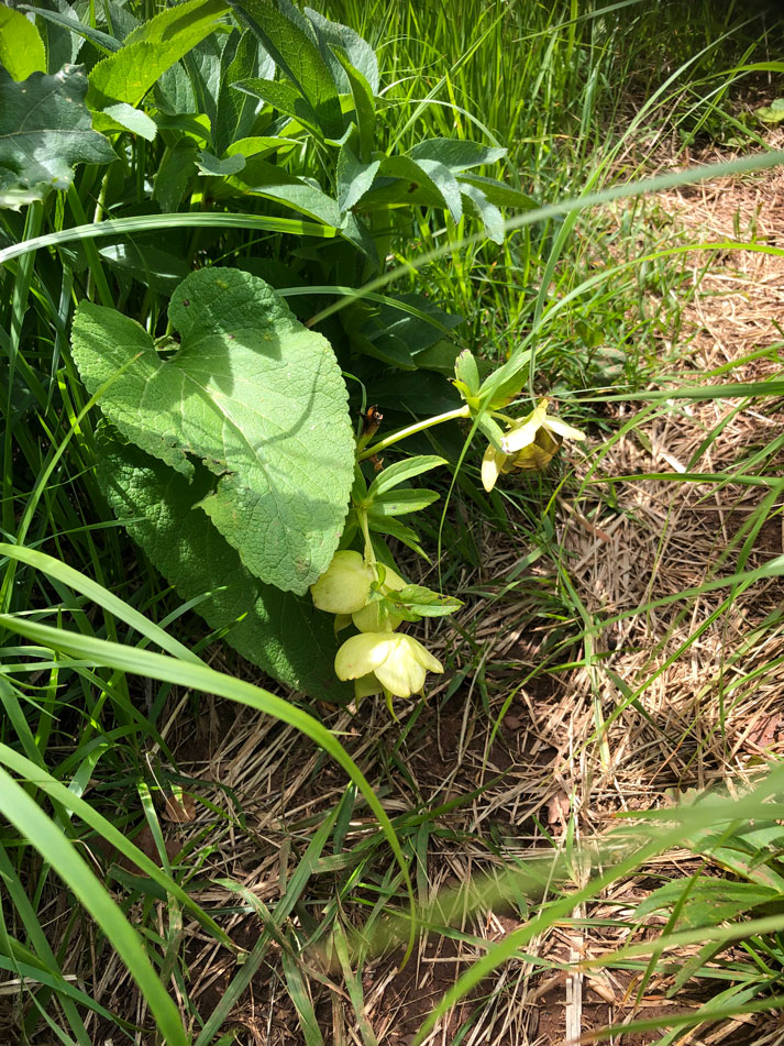 Hellebore plants.