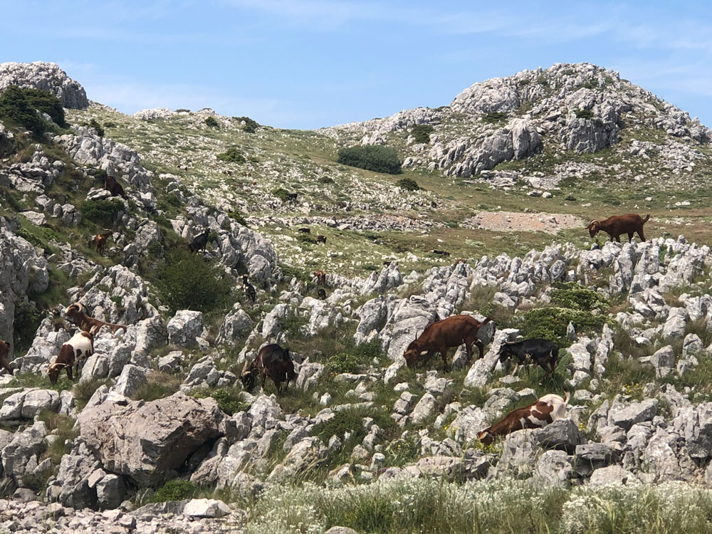 Goats grazing on rocky ground.