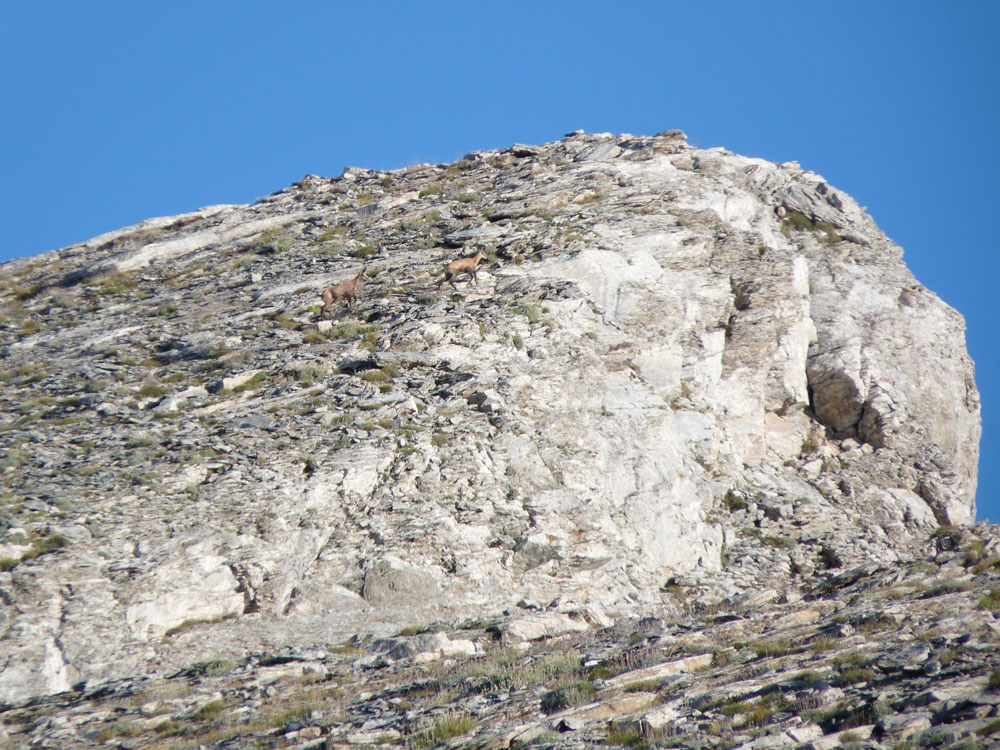 Rocky slope with two chamois.