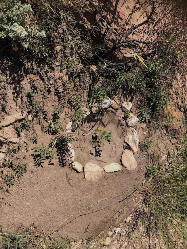 Tree seedling surrounded by a ring of stones.