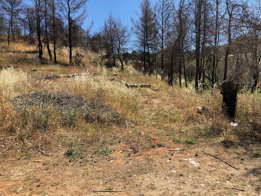 Hillside with fire-blackened trees.
