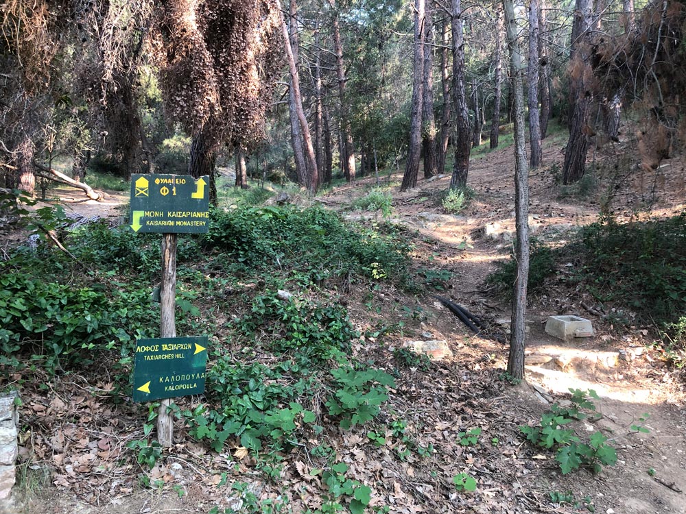 Paths through forest.