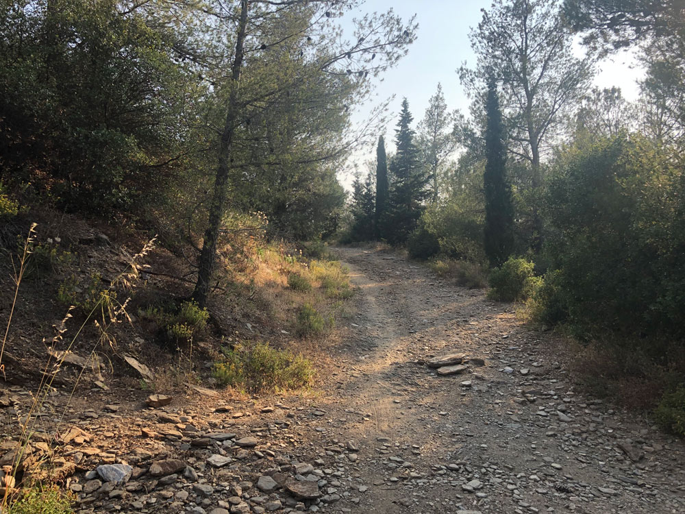 Path through forest.