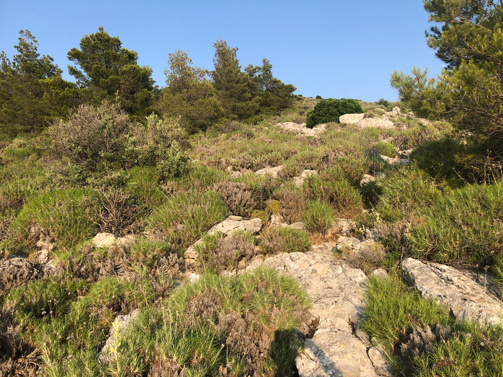 Overgrown, rocky path leading uphill.