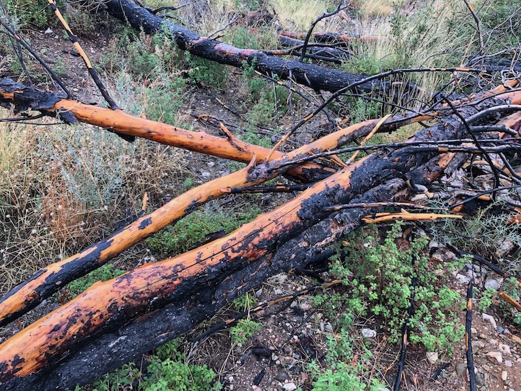 Fallen trees blocking a path.
