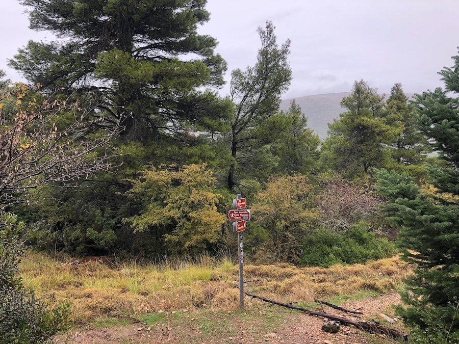 Forest path with signpost.