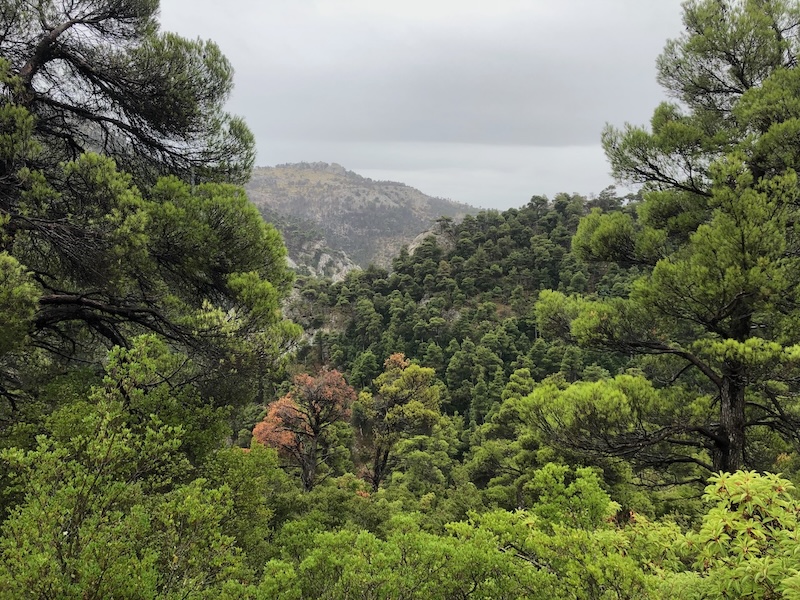 Thick woodland with distant hillside.