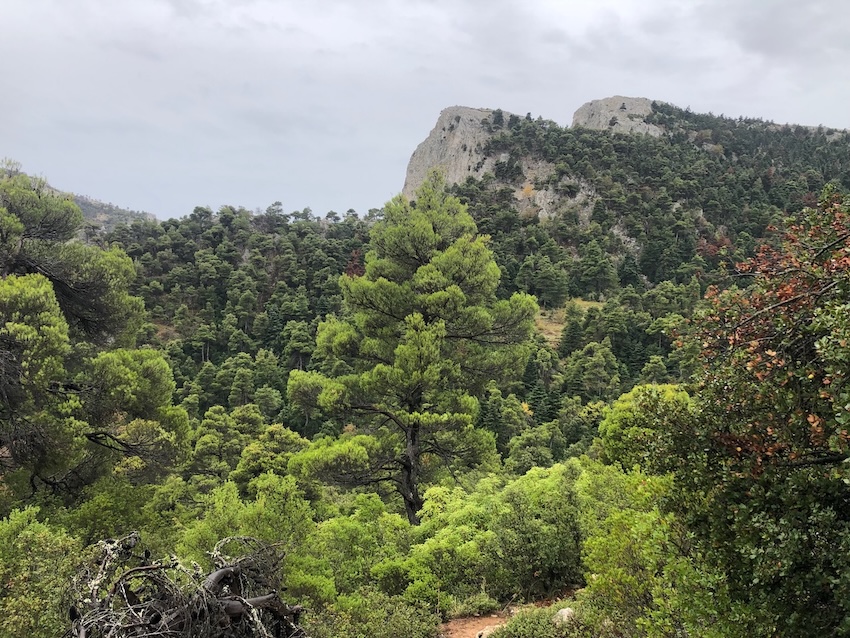 Tree-covered mountain slope with distant cliffs.