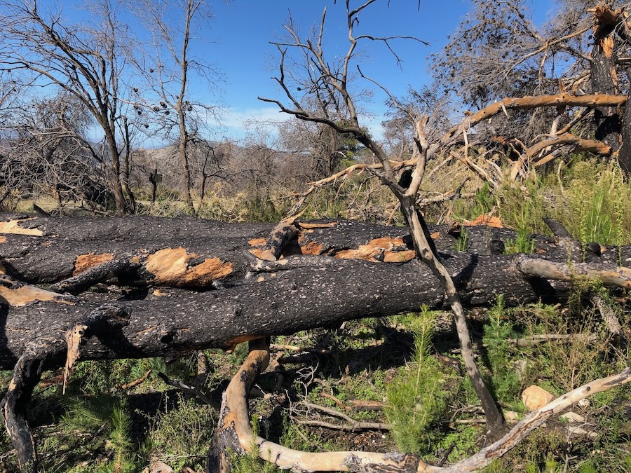 Fallen trees blocking a path.
