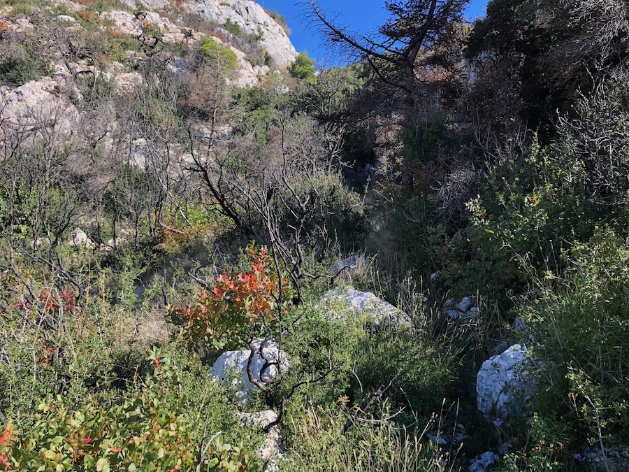 Path leading uphill through rocky undergrowth.