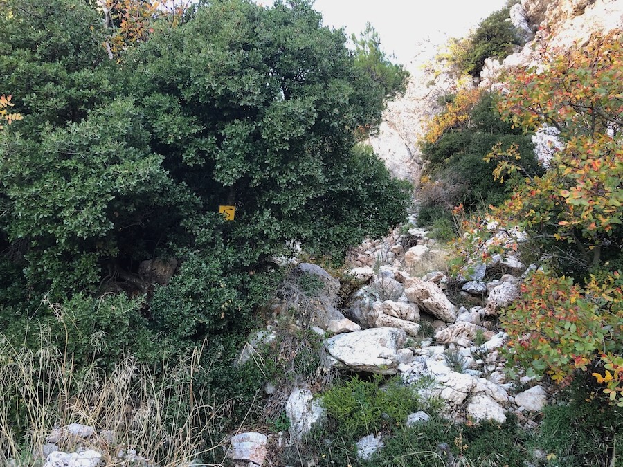 Rocky uphill path with kermes oak on the left. 