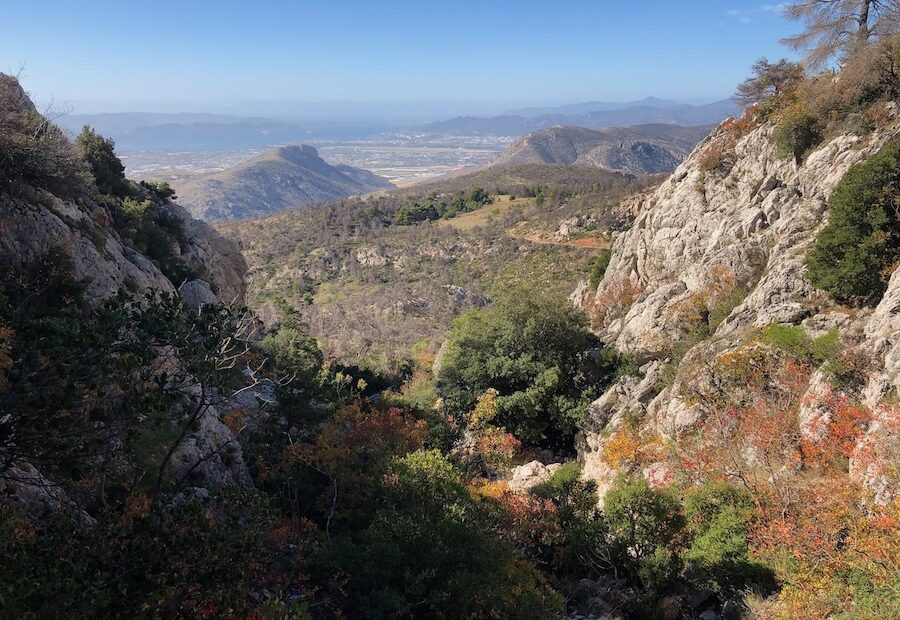 View from the top of an overgrown gully looking down to the plain below.