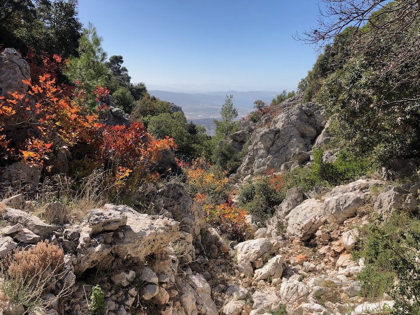 View from the top of an overgrown gully looking down to the plain below.