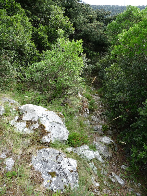 Rocky path through thick undergrowth