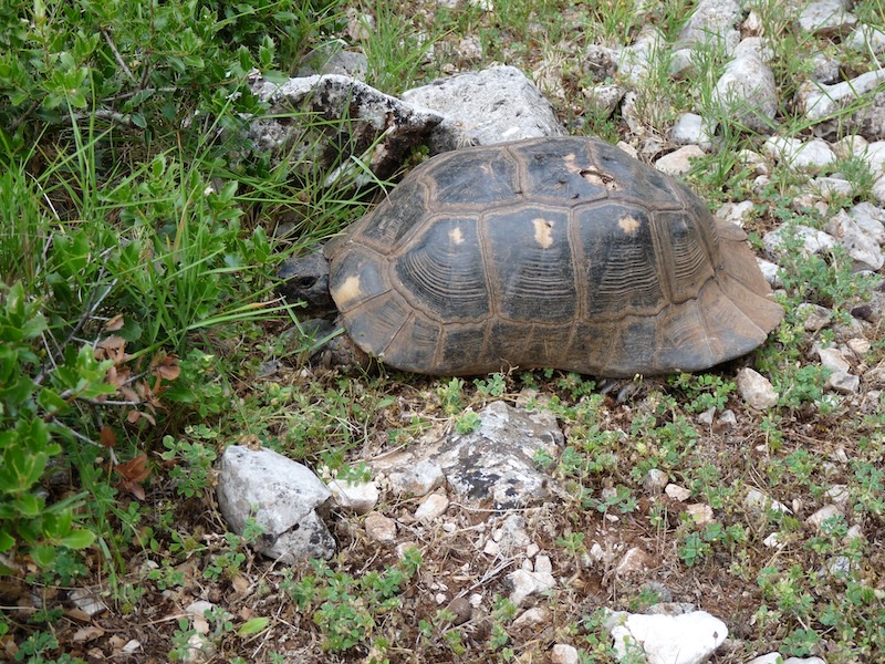 tortoise