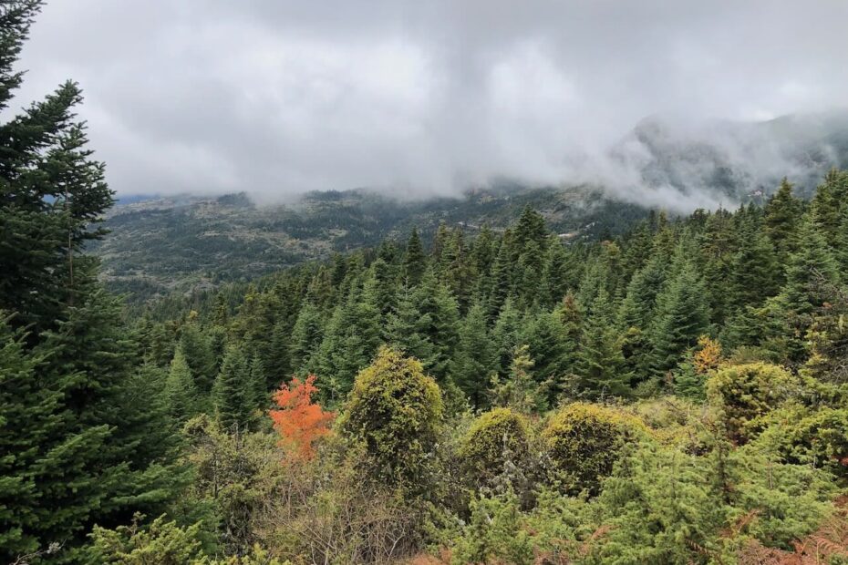 Mountain landscape with trees.