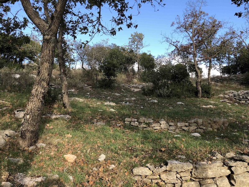 grassy slope with trees