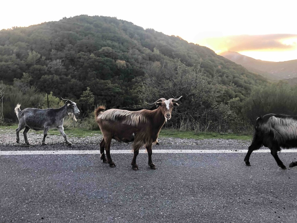 goats on roadside