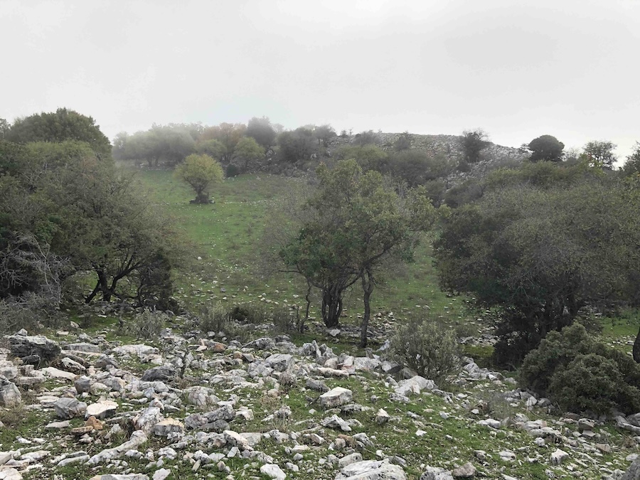 hillside with trees and rocks