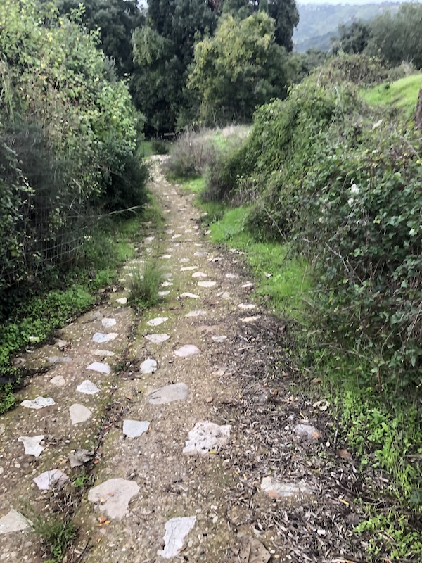 Path leading downhill with undergrowth on both sides.