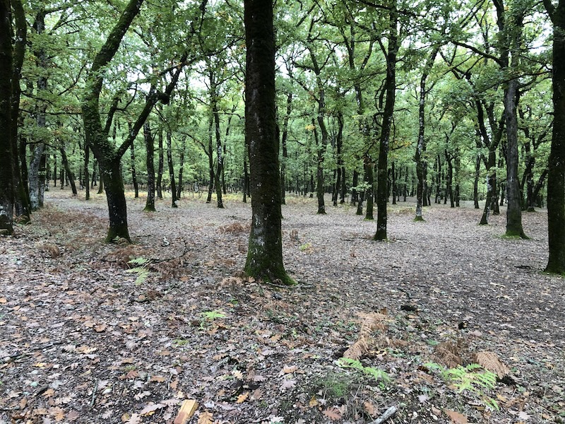 view of tree trunks through oak forest.