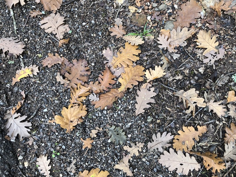 Oak leaves on ground.
