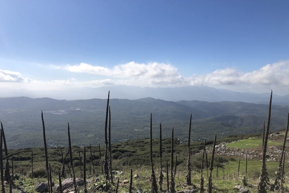 View of distant mountains, with tall plants in foreground.