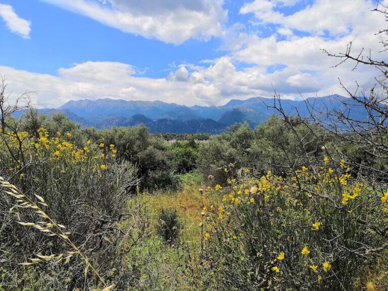 plants in foreground, mountain ridge in background