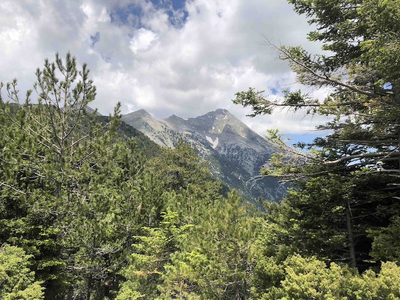 View through trees to distant mountain summit