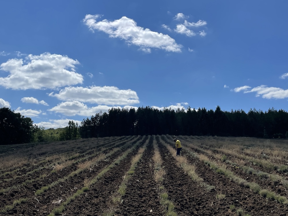 field with furrows and farmer, and trees in background.